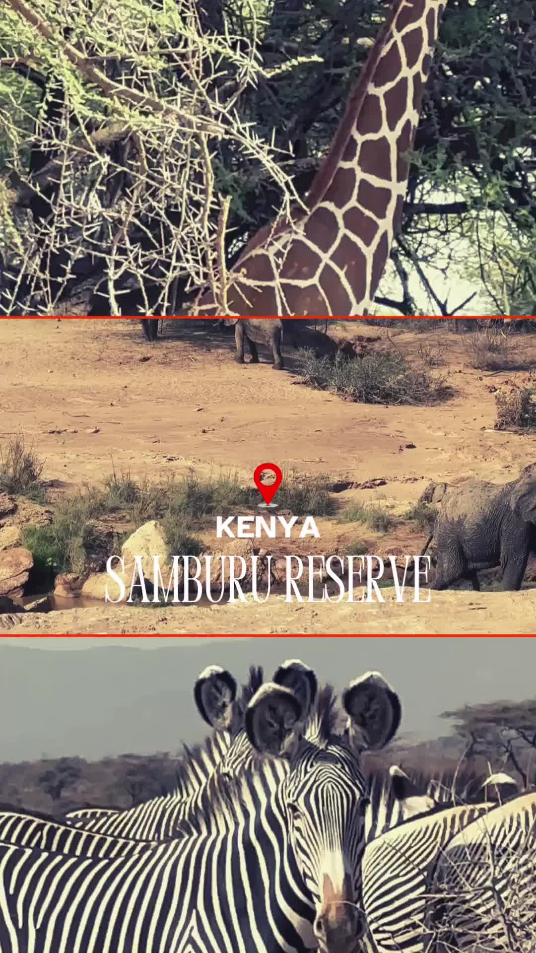 #ThingsIDid in #KENYA: Found pure magic at Samburu National Reserve! ✨After spending a powerful International Women's Day at Umoja village, I couldn't resist the call of Kenya's wild heart.
Watch this reel from my stop at the stunning Samburu National Reserve, where the Ewaso Ng'iro River brings the savanna to life!
Look at these majestic elephants parading by the riverbank, and if you spot that unique striped beauty, that's the rare Grevy's zebra - one of Samburu's special treasures! Month 1 of my 11-month solo expedition through Africa, and Kenya was already showing off! 🌍 These animals were so majestic! Oh, you HAVE to go and see for yourself.
Follow my journey across Africa at www.venidadiscoversafrica365.com or #LinkinBio
#SoloFemaleTravel #AfricanDiaries2023 #TBT #Vee4EverYoung #KenyaAdventures