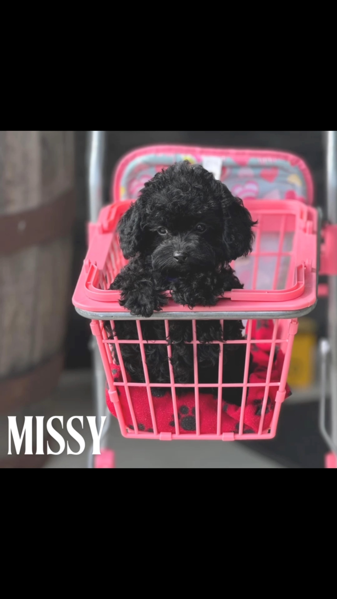 Missy | Peaches | Charlie. These mini poodle babies are the absolute sweetest! They are crate trained, potty trained and looking for their FURever families. Call or text today to meet one of these cuties! 574-354-8783