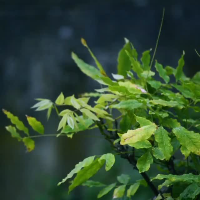 Each raindrop is a whisper of nature's melody on leaves
🌿🍃🍀
#leaves #mauritius #naturephotography #rainyweather