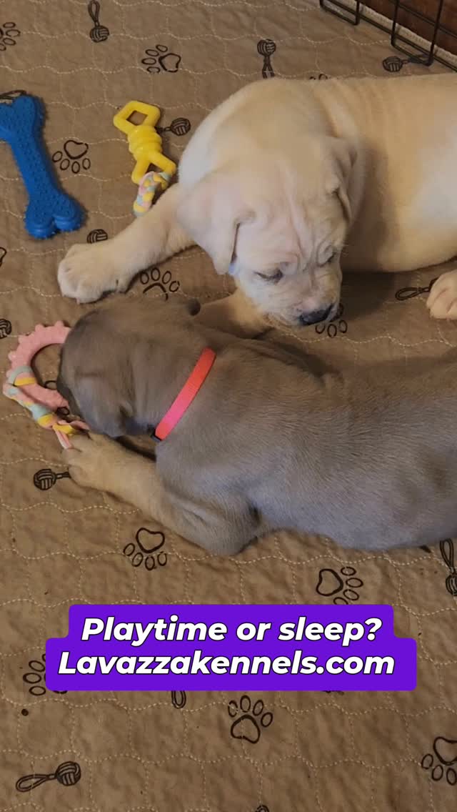 #canecorso #canecorsoofinstagram #canecorsofans #canecorsolife #canecorsolover #canecorsopuppy #canecorsoloversofinstagram #canecorsoitaliano #canecorsokennel #availablepuppies #canecorsopuppies #dogsofinstagram #rehoming #doglife #akcgrandchampion #dogoftheday #doggo #doggram #doggyeyes #cuteanimals #cutedogs #dogloversofinstagram #dogkennel #dogbreeder #akcshowdog #akcchampion #AKCshow #AKC