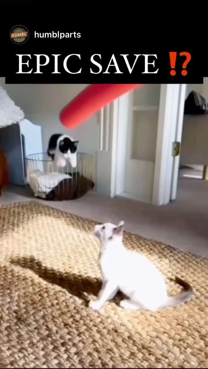 Why Cats REALLY Hate Mondays (It’s Not What You Think!) 😼
Ever wonder why Garfield’s iconic Monday loathing resonates with so many cat lovers? 😹 Turns out, there’s more to this feline phenomenon than meets the eye!
🐾 Disrupted Routines: Cats are creatures of habit. Weekends often mean more playtime, cuddles, and maybe even some extra treats from their humans. When Monday rolls around, it’s back to the usual routine, and that can be a bit of a bummer for our feline friends.
😴 Sleep Cycles: Just like us, cats can experience “social jet lag.” Late nights and disrupted sleep schedules on the weekend can make it harder for them to adjust back to the Monday morning alarm (or, you know, the sound of you getting ready for work).
⚡️ Energy Shifts: Cats are incredibly sensitive to energy. The shift in household energy from the relaxed weekend vibe to the more hectic Monday morning rush can be stressful for our sensitive kitties.
🤫 Missing Their Humans: Even the most independent cats can miss their humans when they’re away at work or school. Mondays can be a lonely day for a cat who’s used to having their favorite people around.
✨ So, next time you see your cat looking grumpy on a Monday morning, remember they might be feeling the Monday blues too! ✨
#CatsOfInstagram #MondayMood #CatLife #Garfield #FelineFacts #Cats #MondayBlues #PetLife #FunnyCats #ILoveMyCat #Instacat