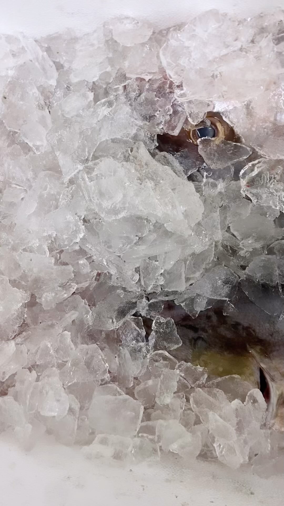 Seriola rivoliana 🎣💦🐠🔝
Huayaipe, medregal limon, bojala, Hirenaga-campachi
Bellezas del pacifico colombiano 🇨🇴
#almaco #amberjack #medregal #fortuno #campachi #freshfish #pescaresponsable #sustainablefishing #fishmongers #fishman #pacificocean