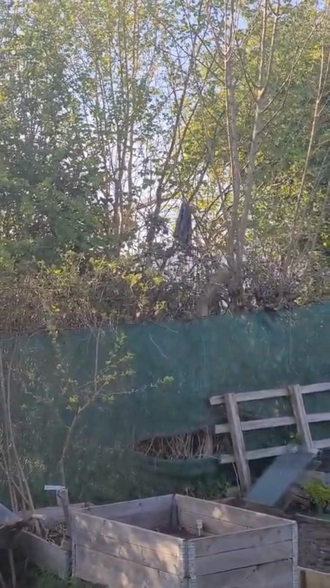 Blackbird Rescue Mission! 🐦⬛ This is from yesterday when the weather was about 20°C 🥵 Luckily I was about, just started on my allotment when I heard the poor thing smash into the glass. It scared the life out of me. 😂 Typically I wasn't able to capture the moment it flew out, but its song was beautiful 🎶 Glad I could help it out 🥰 #birdsong #birdlife #birdwatching #blackbird #allotmentlove #allotmentuk