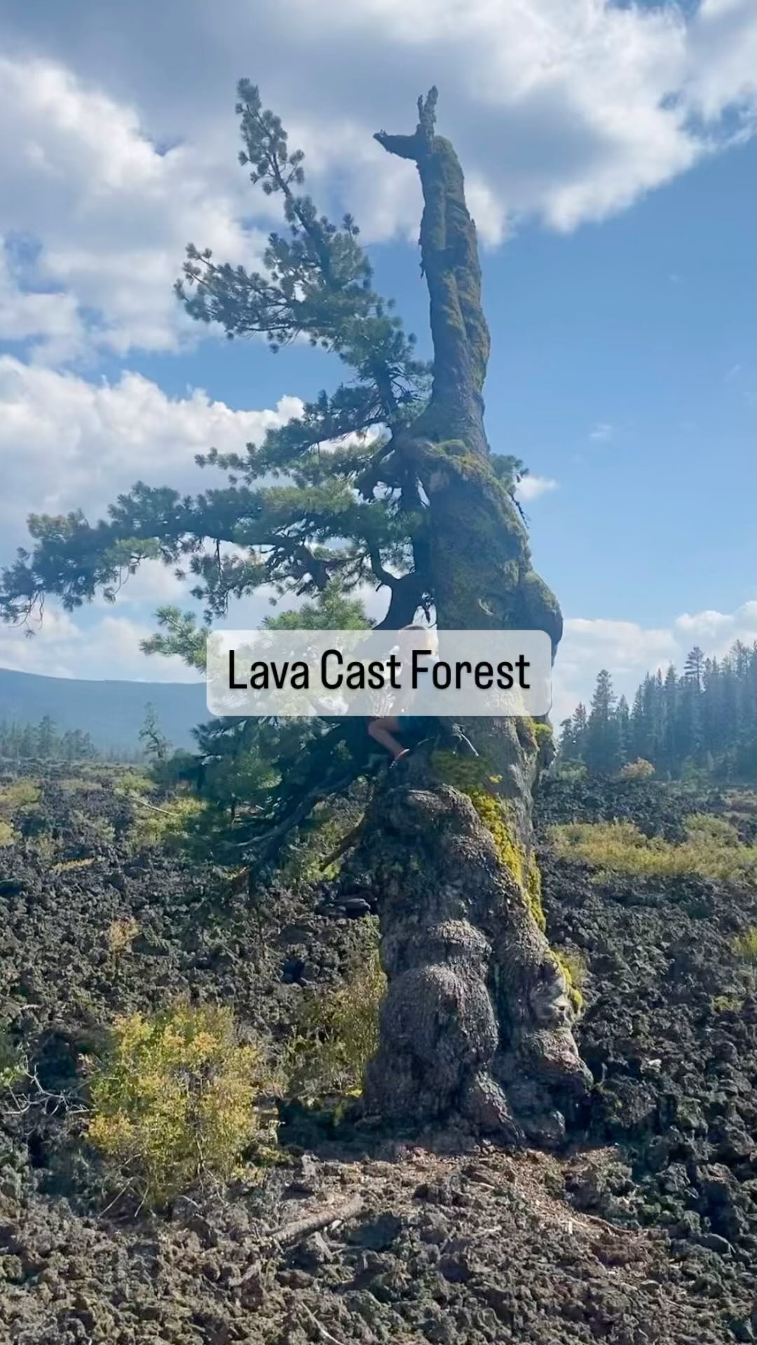 📍 Lava Cast Forest
Learning Topics: Volcanoes, Geology, Deserts, Trees
Risks: sharp lava rocks
The Lava Cast Forest is located in Newberry National Volcanic Monument, which is part of the Deschutes National Forest. It was formed around 7,000 years ago during a volcanic eruption when lava flowed through a forested area. The hot lava engulfed the trees, burning them down to the ground and creating molds of the tree trunks.
Over time, the lava cooled and hardened, preserving the tree molds in the rock.
The trail is paved with minimal elevation gain. Several interpretive signs tell you about this unique place!
For detailed descriptions on the trail, food nearby, and our upcoming Volcano Unit study check out www.wildandbarefoot adventures.com
#wildandbarefootadventures #oregonexplored #centraloregon #lavacastforest #newberryvolcanicmonument #getoutside #explorenaturewithkids #hikingwithkids #adventurefamily #campingwithkids #adventurefamily #optoutside #pnwlife #oregonkids #1000hoursoutside #placebasedlearning #outdoorclassroom