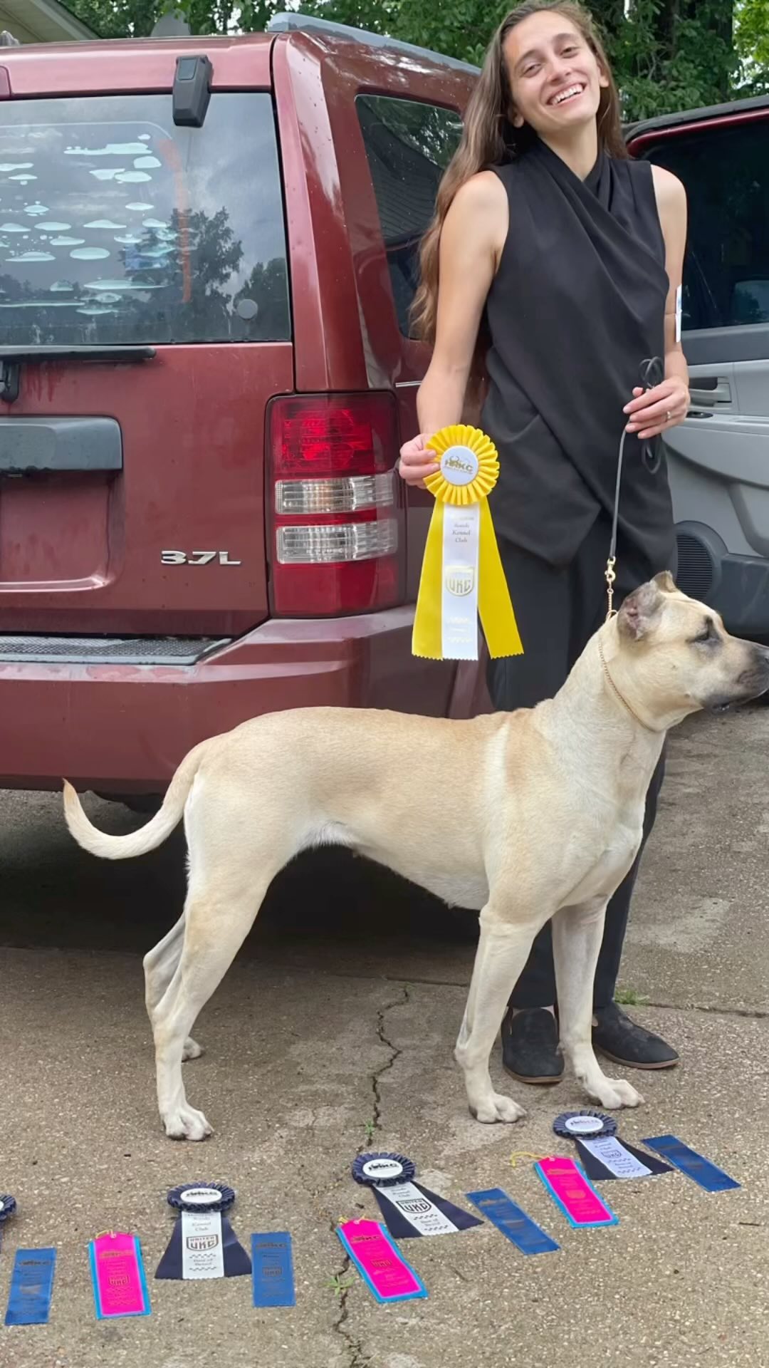 A couple more ribbons for the display case 🫡 both Nahla and Priya first time in the show ring! Not too bad…#presacanario #showdog #kingscourtkennel👑