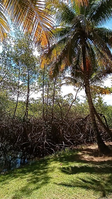 Feriado chegando...
#simboracaraiva
#caraiva
#trancoso
#transfertrancoso
#transferparacaraiva