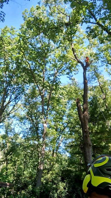 Hardest cut #treeremoval #treeservice #treepruning #arboristsofinstagram #arborist