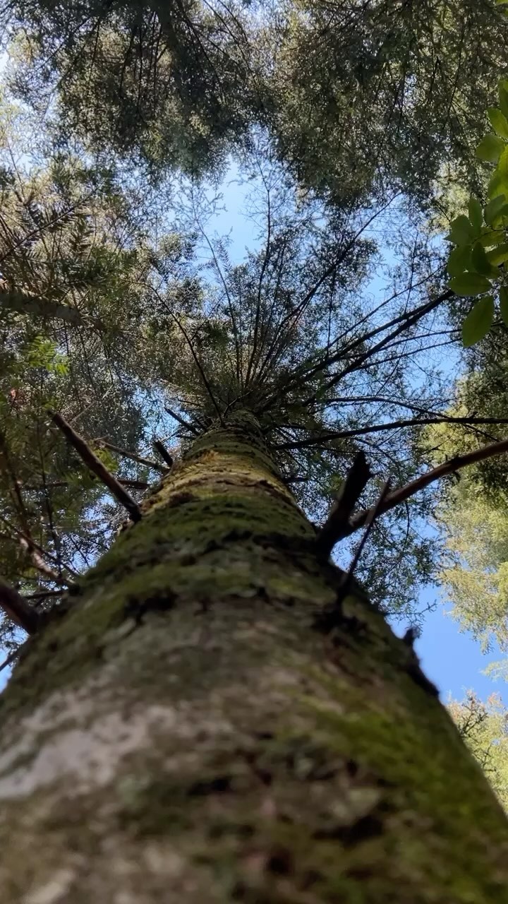 🌬️🌲. Connectée à sa respiration. 🌲🌬️
…
..
.
#foret #forest #respire #breathe #connexion #univers #universe #wild #wildnature #sauvage #naturesauvage #chamanismefrance #chaman #free #libre
