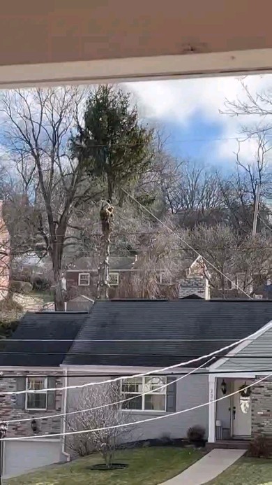 Taking the top out of a spruce. #treeservice #treeremoval #arborist #arboristsofinstagram #treepruning #stumpgrinding #stumpgrinder