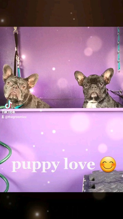 this is why I love what I do for a living ! making puppies feel good 😊