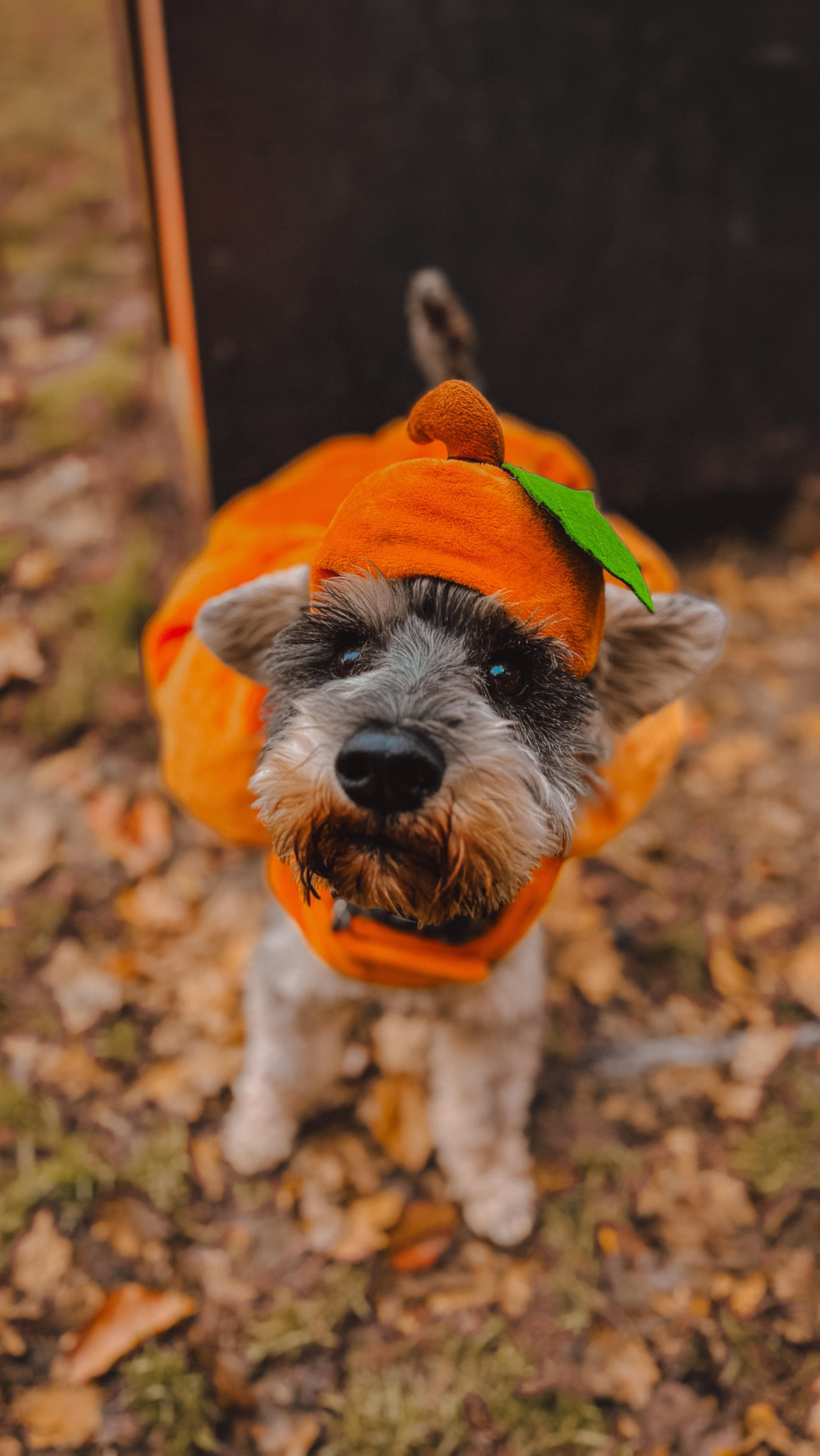 👻 H A P P Y H A L L O W E E N 👻.
.
.
.
.
#dog_features #dogsofinstaworld #dogs_of_instagram #dogoftheday #dogsofinstagram #dogstagram #doglover #dog #dogs #doggy #doggo #doge #doggies #doggie #cute #dogwalker #dogwalking #norwichdogwalker #dogwalkernorwich #norwich #norfolk #dogpark #graciesdogwalkingservice