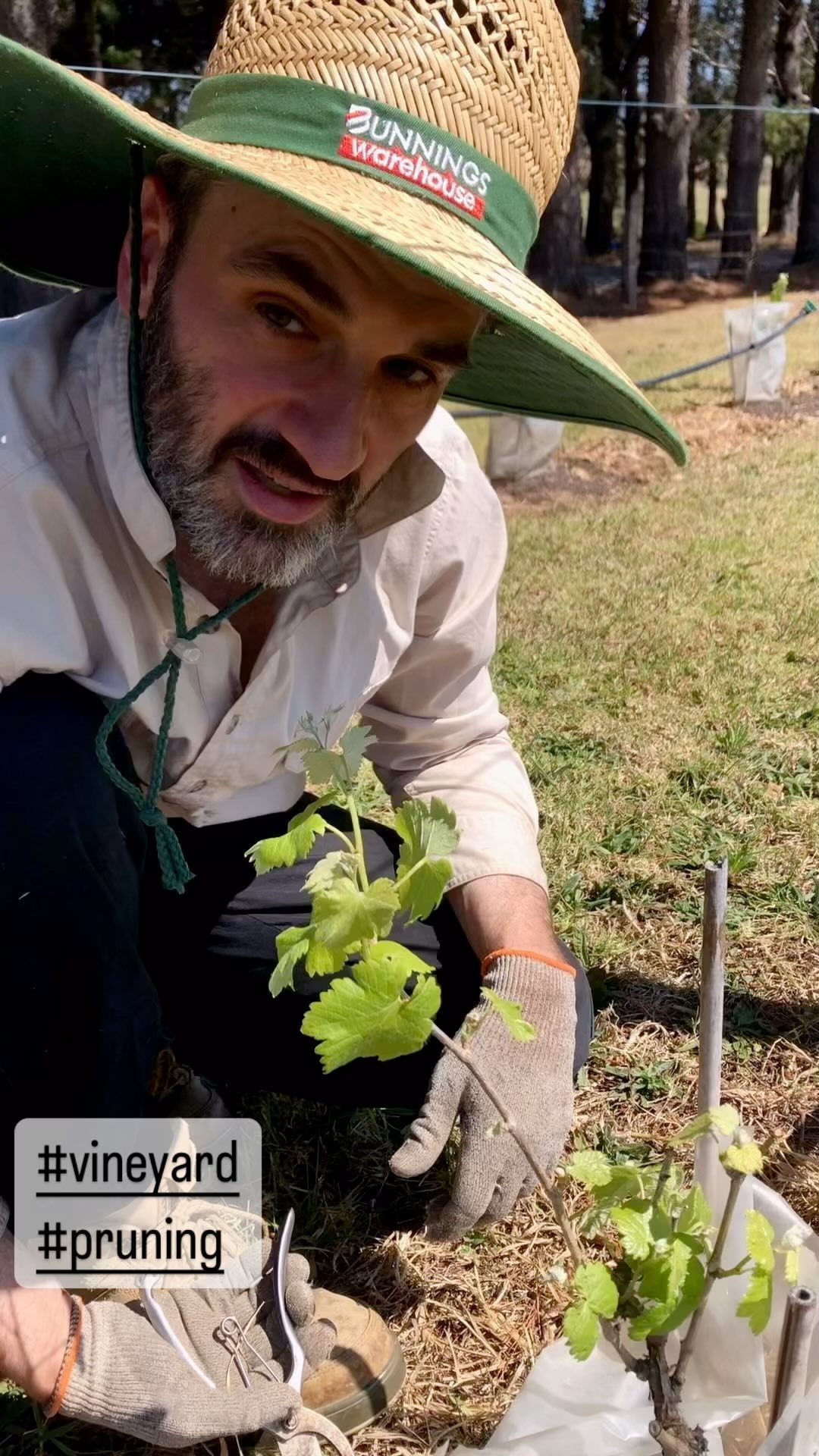 Today we were pruning the #shiraz vines as well as adding vine guards and getting rid of the weeds in the vineyard.
#vineyard #australianwine #shoalhaven #shoalhavenwines #winemaking #redwines #whitewine