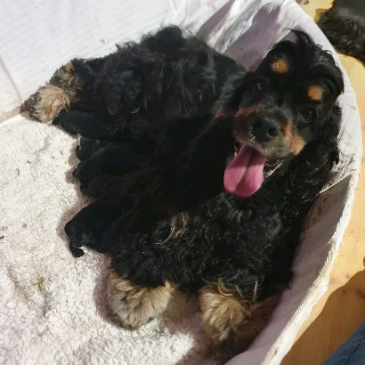 We are happy to announce the birth of Finja's puppies - wir freuen uns die Geburt von Finja's Welpen bekannt zu geben. 🎉
* 11.06.2023
Fabelsfee Braking the bank × Cold-case Lagertha
Mother and puppies are doing well 🥰