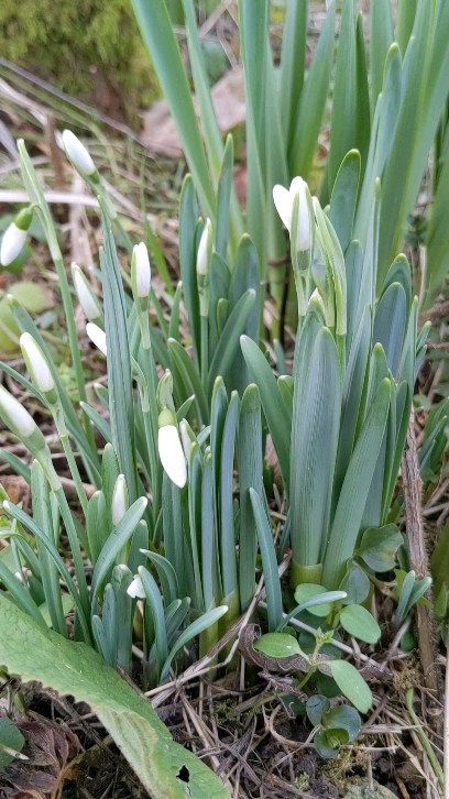 The first signs of new growth are appearing all over the garden, a little glimpse of what will follow now the days are lengthening ☀️ So exciting 🫶
.
.
.
.
.
.
#springflowers
#springtime
#snowdrop
#gardenflowers
#devonflowers
#devon
#flowersoftheday
#signsofspring
