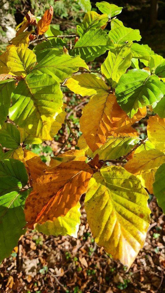 Herbstzeit ist Wanderzeit 🍁
Das Rascheln der Blätter bei jedem Schritt - da fühlt man sich wieder wie ein Kind 🤭 Unsere Augen leuchten mit den bunten Farben des Herbstes um die Wette 🤩
Zieht die Wanderschuhe an und startet mit mir in euer nächstes Bergabenteuer 🏔 Denn dein Wanderführer kennt die schönsten Wege und Plätze🧭
#iguideyou #bergliabi #wandern #wanderführer #naturelover #mountain #gipfelglück #aussicht #schöischgsi #Herbstzeit