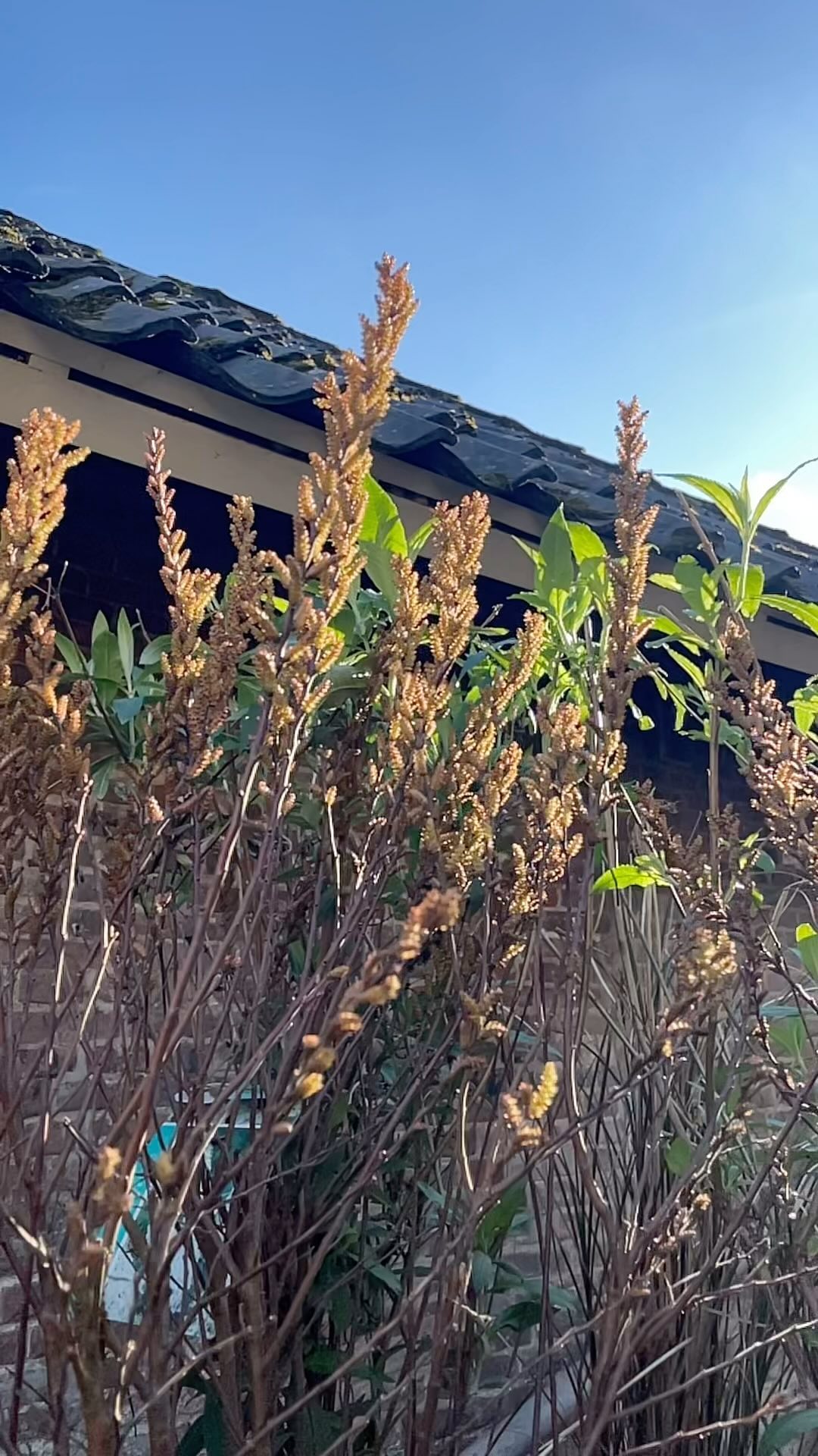 Dat was 2023!
Aan al onze gewaardeerde samenwerkingspartners, trouwe klanten en nieuwe gezichten in de winkel of hier op Instagram: enorm bedankt!
Samen hebben we hard gewerkt om ook dit jaar weer prachtige groene tuinen en indrukwekkende pot-plant combinaties te realiseren, voor binnen en buiten!
Onze toewijding om jullie te voorzien van uitgebreide kennis over alles wat groeit en bloeit, blijft onverminderd.
Op naar nog meer groen, mooie samenwerkingen en inspiratie in de komend jaar (met al heel wat in het verschiet!) 🌿✨
Marc & team
STERK
#tuinieren #sterkengroen #groen #tuin #detuinin #planten #tuinplanten #tuinontwerp #aanplant #inplant