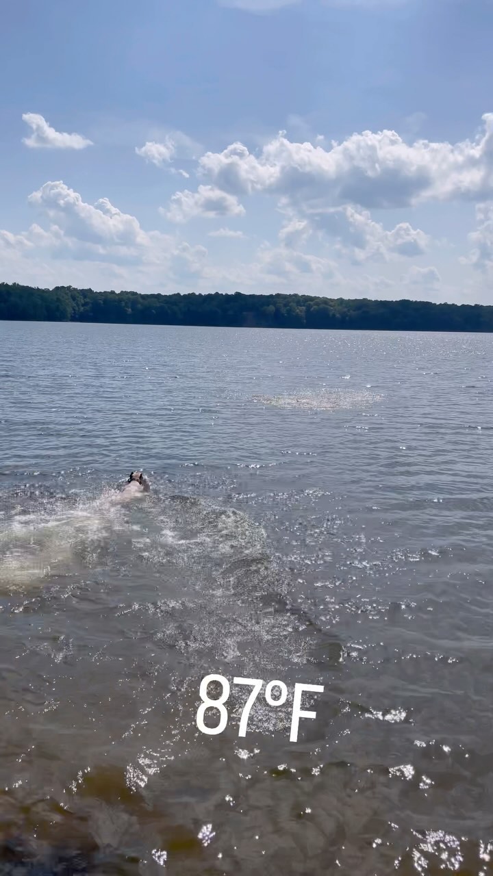 A hot day means we are pulling up to the closest lake and getting some swimming in! #kingscourtkennel👑 #swimmingdog #waterdog #asmr #dogsofinstagram