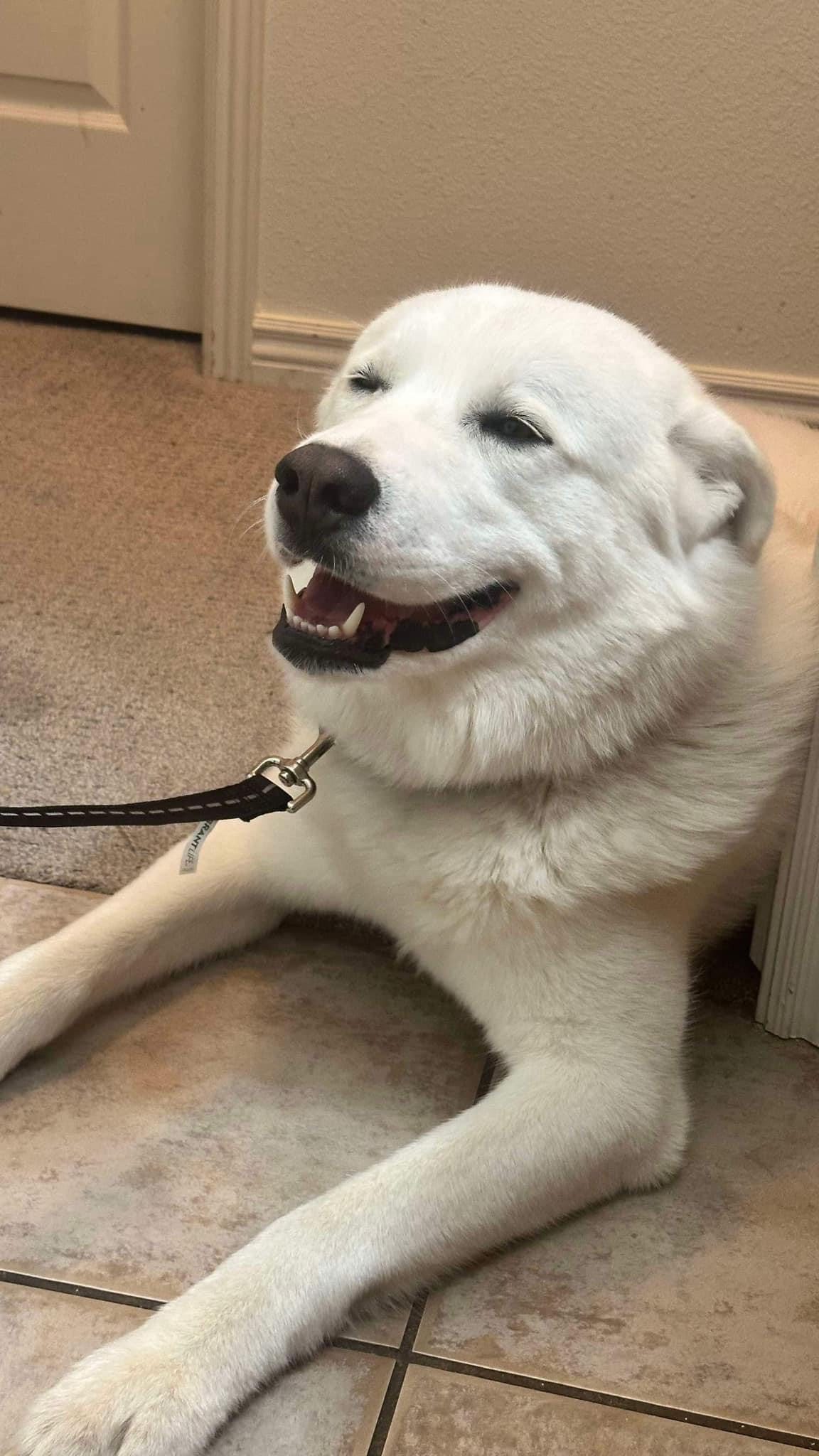 UPDATE: FOSTER FOUND! Don’t sleep on YOSHI! Please share immediately so we can save this boy! He is a dream guy and we have 48 hours to save him. Do your magic @twomomsanctuary loves!