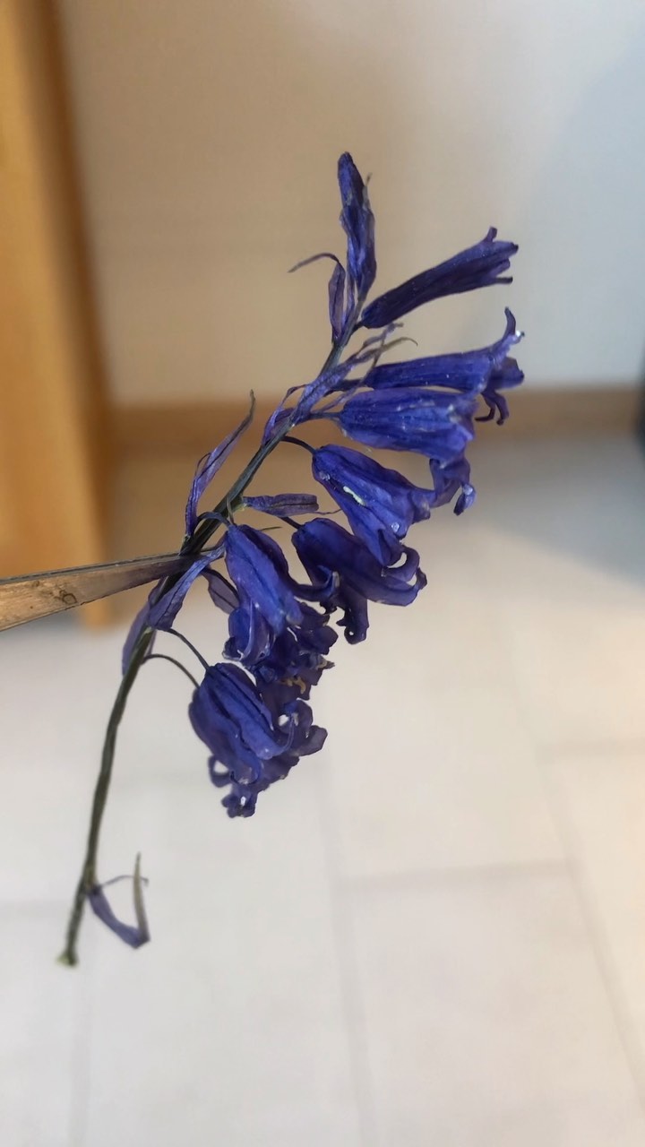 I’m beyond pleased with how well these bluebells have dried!! They’ll be popping up in some necklaces very soon! 💙
(These are homegrown, please never pick wild bluebells) x
#bluebells #bluebellnecklace #somethingblue #bluebellwoods #bluebellseason