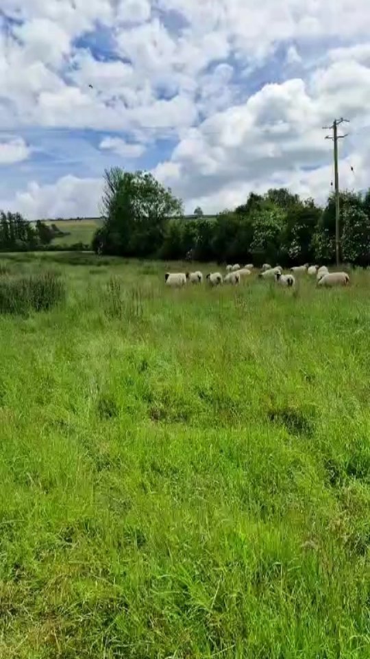 Hello Love and hello elderflowers!