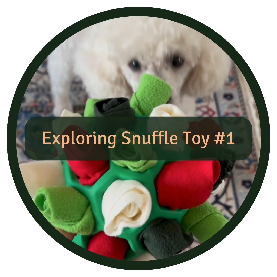 Diving Into the World of Snuffle Toys Part 1: Our Take on the Snuffle Ball ⚽️👃
👍 What we love about the snuffle ball:
Engagement -This snuffle ball captivated him for over 15 minutes.
Mental Workout - The complexity of solving the snuffle ball provided a robust mental exercise.
👎 A few considerations:
Cleaning Challenges -The snuffle ball can be a bit tricky to clean thoroughly.
Supervision Required - For those with dogs who love to chew (or rip things apart), it's crucial to supervise playtime.
🏆 Our Verdict: We’re giving the snuffle ball a commendable 9/10. It's a great addition to our dog’s snuffle toy collection, providing both mental and physical stimulation.
This review is fueled by our love for innovative dog toys – no sponsorship here, just pure dog toy passion.
Some general snuffle tips👇
🧠 Mental Equals Physical: Never underestimate the power of mental exercise. Integrating snuffle toys like the snuffle ball into your dog's routine can make mealtimes an adventure and keep their minds sharp.
⚖️ Finding the Sweet Spot: Encourage your dog, but let them lead the discovery process. It’s about striking the right balance between challenge and fun.
🚨 Safety First: Always monitor your dog with new toys and puzzles, especially if they’re known to chew.
🧩🌍 Eco-Friendly Play: Swapping snuffle toys with friends or opting for pre-loved items can reduce waste and keep the snuffle toy excitement alive.
#snuffleball #mentalstimulationfordogs