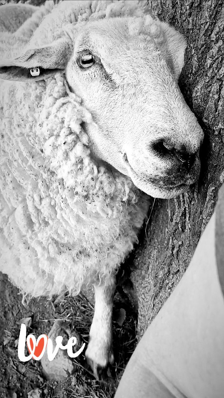 #sheepfarmer #sheep365 #sheepofinstagram #farming365 #gardenofireland #sheepworld