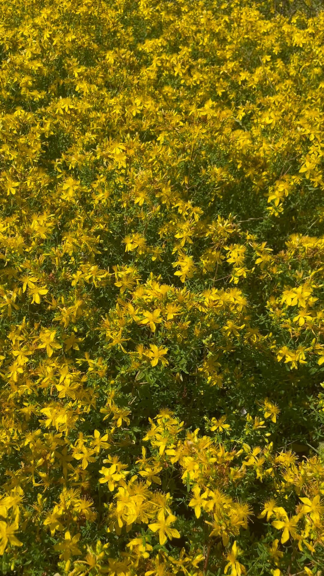 🌼 Récolte du millepertuis 🌼
Le saviez-vous ? 💡
Cette étape cruciale doit être effectuée avec grand soin, afin de maximiser les bienfaits de la plante !
Pendant la période estivale, la concentration des principes actifs est la plus élevée pour le millepertuis. ☀️