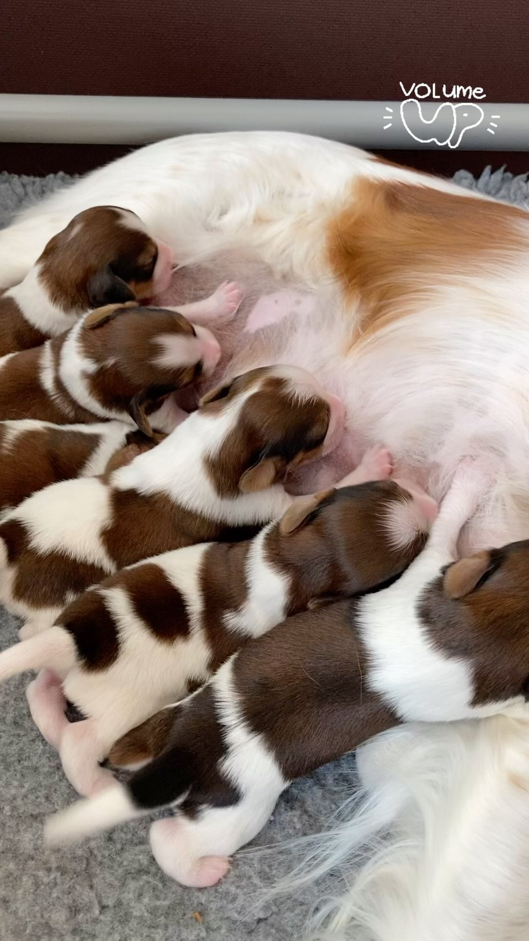 ✨❤️🐶 Eat, sleep, eat, repeat. 🐶❤️✨
#hetgooisforest #puppies #kooikerhondje #kooikerhondjeofinstagram #kooiker #cute