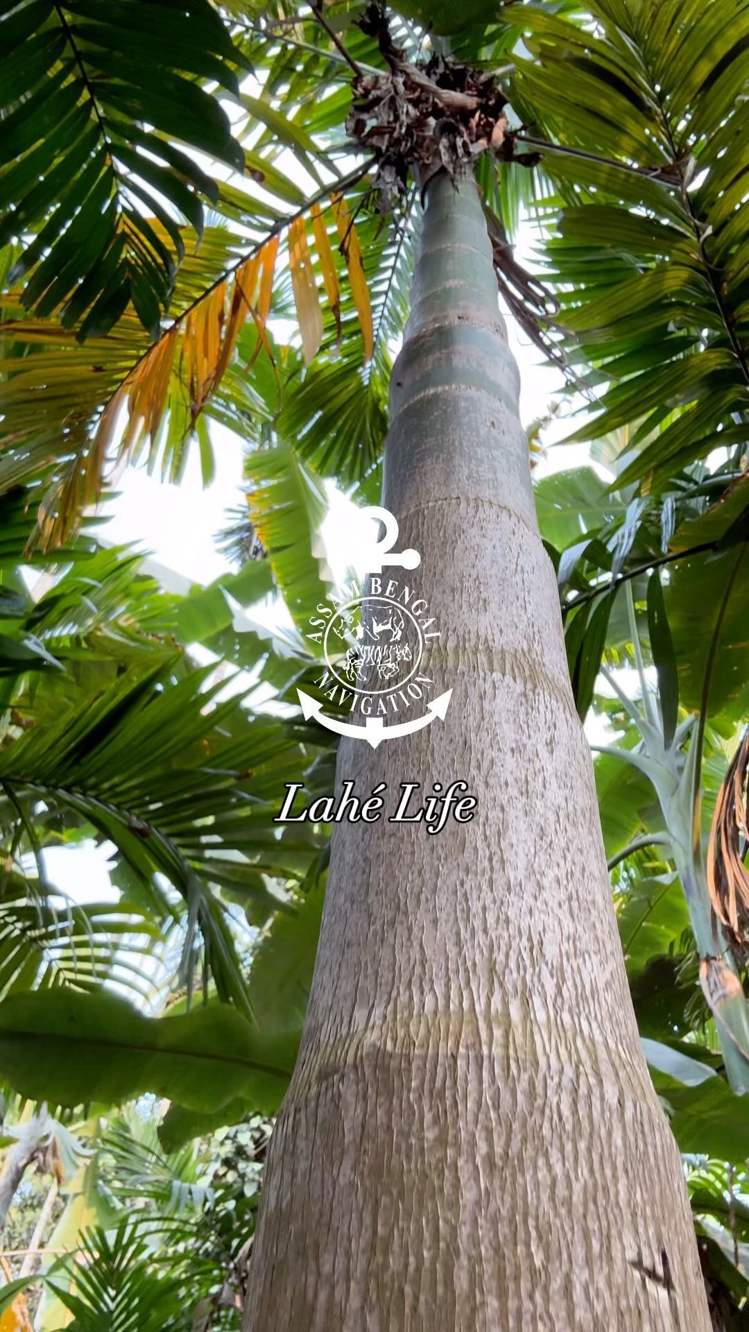 Lahé (meaning ‘gently, slow’ in Assamese language) life of Assam deep in the countryside of Assam along the Brahmaputra river is all kinds of idyllic magic rooted in nature.
Also, happy Bihu days to you all ♥️
#lovewithabncruises #assambengalnavigation #lahélife
.
.
.
#asmrnaturesounds #diphluriverlodge #asmrwalking #tropicalasmr #tropicallifeisbeautiful #mvrudrasingha #purelifeexperiences #brahmaputrarivercruise #assamtourismofficial #northeastindia #slowtravelmagazine #bihu