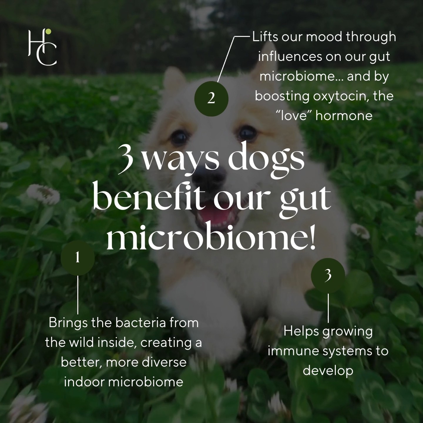 Did you know that sharing your home with a dog enhances your gut microbiome? 🐾 Our furry friends bring a diversity of bacteria into our indoor environment, helping to improve both our gut health, immune system and mental well-being!
Research from Finland and Germany shows that dogs carry microbes inside from the great outdoors, like soil and plant matter, which boost the bacterial richness inside our homes. This brings us closer to living in the diverse microbial environments found in nature and on farms, which can be heavily depleted in urban areas.
For kids, this microbial exposure helps train their developing immune systems, making them less prone to immune-related conditions like asthma and allergies later in life!
Here’s to over 15,000 years of puppy companionship ~ and the gut health benefits that come with it! 🐶❤️
Information from:
Nature Journal: 'Associations Between Dog Keeping and Indoor Dust Microbiota' (2021)
New York Times: 'Are Pets the New Probiotics?' (2017)
#GutHealth #Microbiome #PetsAndHealth #DogsOfInstagram #FunctionalMedicine #ImmuneSupport #Microbiota #Probiotics #AllergyPrevention