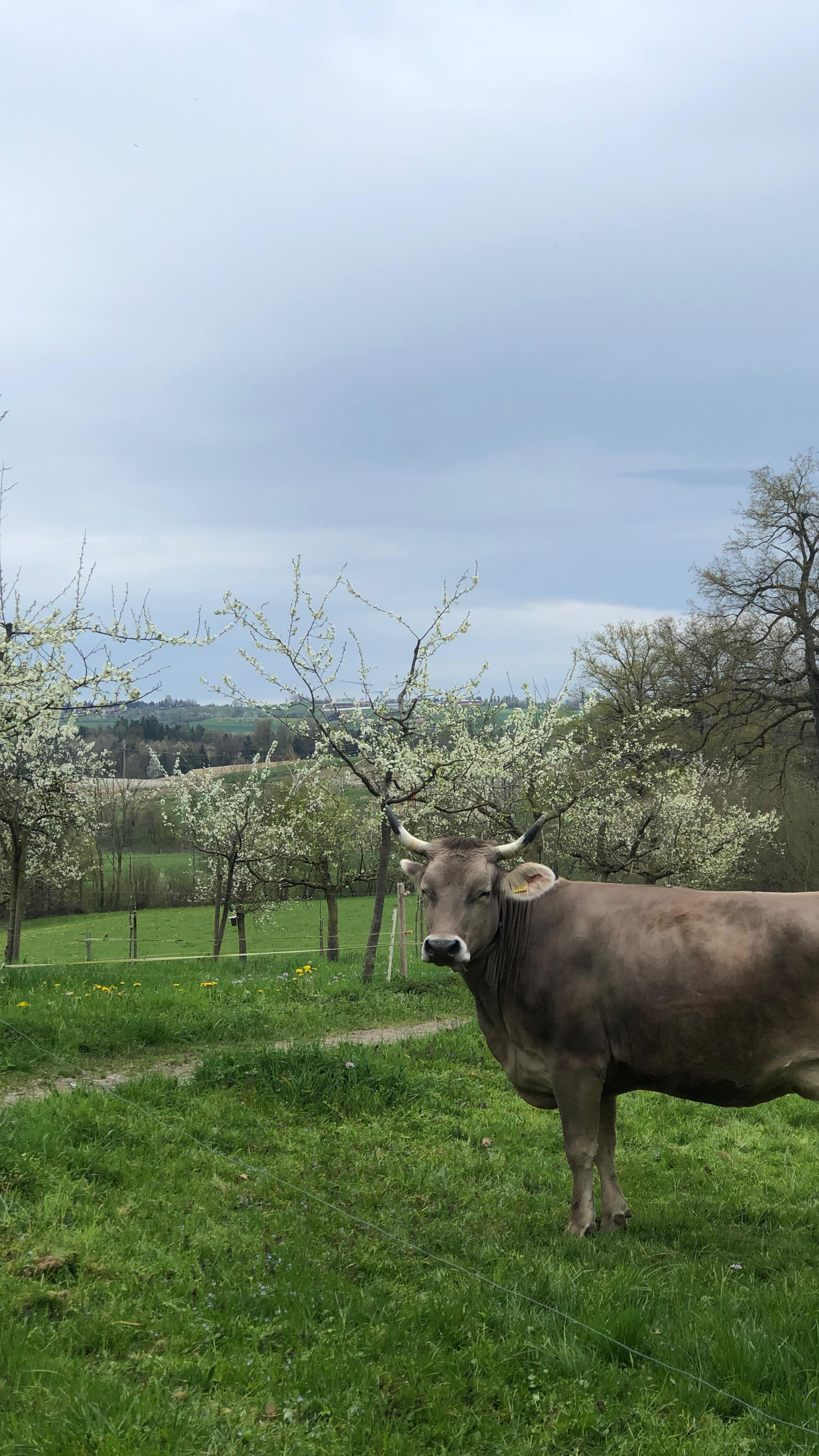 Der Frühling ist da😍