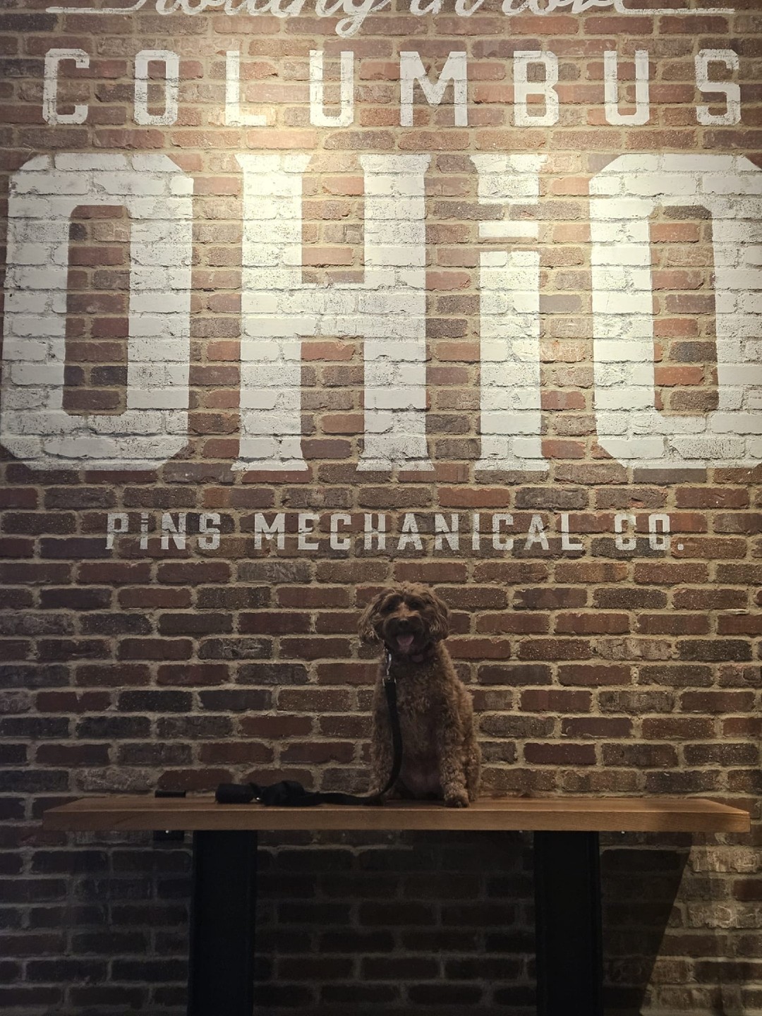 Penny’s putting in the work—practicing recall and working on ignoring distractions at Pins! A solid recall means more off-leash adventures, more trust and way less stress for you.
Struggling with getting your dog to listen, especially around distractions? We can help. Send a message to book a lesson and start building that rock-solid recall!