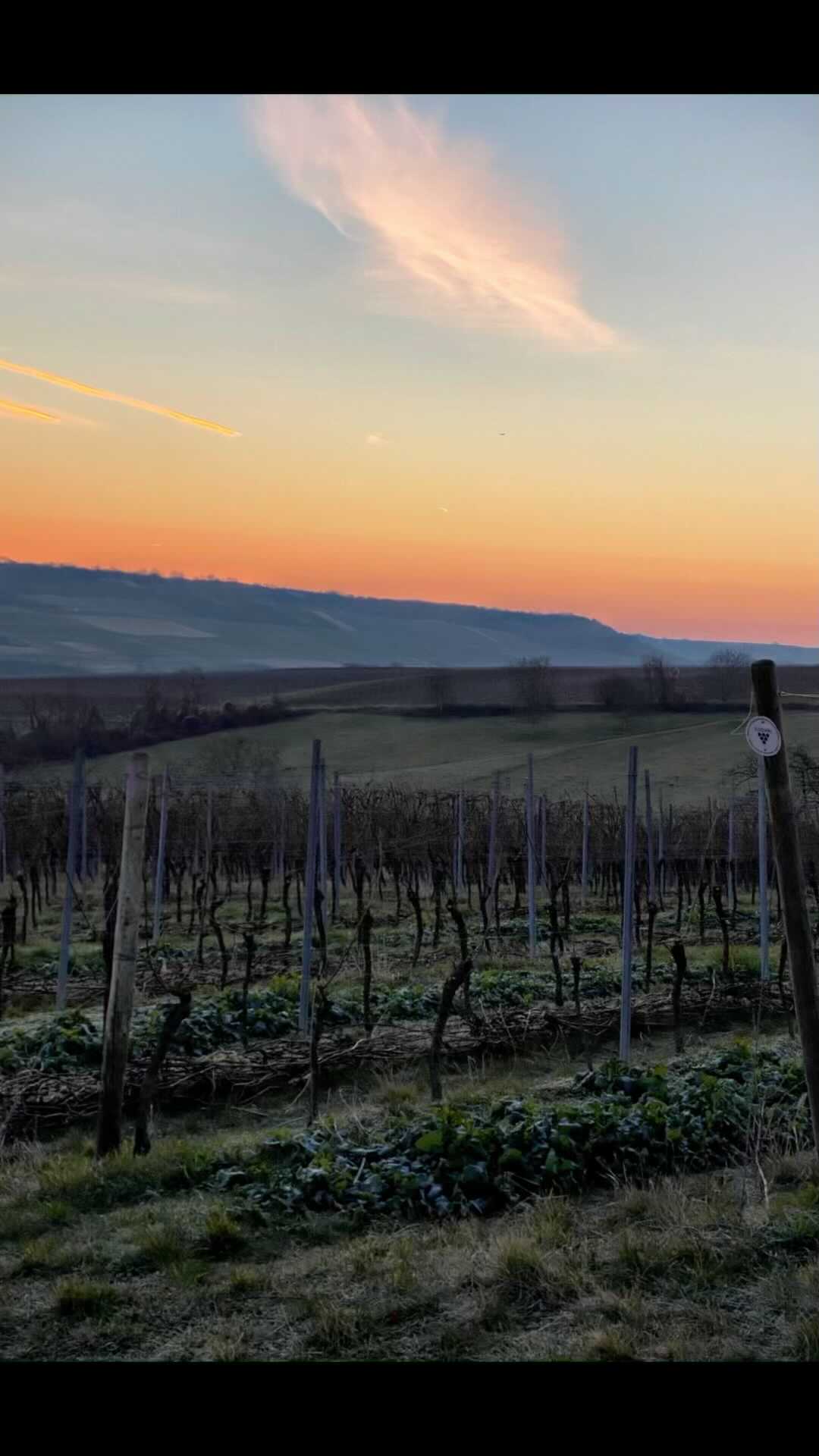 Hopefully there will be some ☮️ 💗 beyond the horizon. Have a grape day all. Be nice 😊 ✌️ 🥂
#goodmorning #staypositive #peace #rheinhessen #germany #vineyardviews
