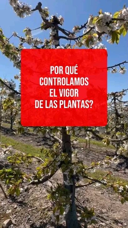 Oscar Aliaga, consultor de Only Cherries, aclara esta importante consideración en cerezos en una entrevista realizada por Martínez y Valdivieso @myv_cl
Revisa la entrevista completa en el siguiente link
https://youtu.be/0CTmTpdp7tE?feature=shared
#cherry #cherries #chileagricola #agrochile #agronegocio #cerezas #cerezo #cherryblossom #smartcherry #redagricola #campochileno #agricultura #revistadelcampo #mundoagro #agronomia #agro #agroquimicos