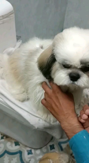 Summer hair cut/doll face cutting