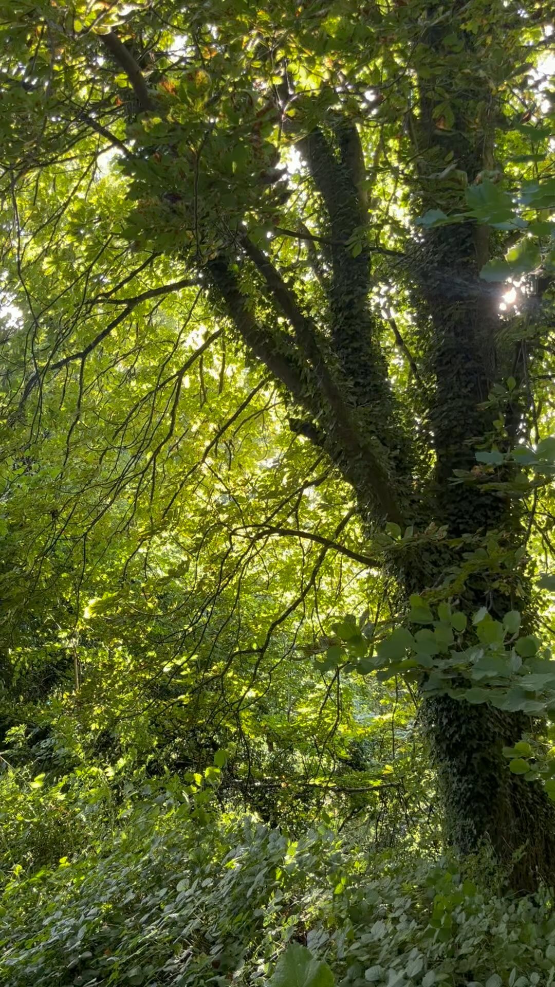 leaves rustling like water
like sea, they swirl, they roar
sound surges cleansing
releasing & rinsing
to remove, to renew
then glimmering, flickering
sparkling, diamanté sun
stillness settles a moment
before the dance returns
to swoosh & sashay again
leaf, sea, you, me, sun, moon
the wild sun kissed storm & cycle of it all
#natureconnection #ecotherapy #ecopsychology #nature #windlikewater #fullmoon #fullmooninaquarius #bluesupermoon #summer #getoutside #reconnect #wearenature #hampshire