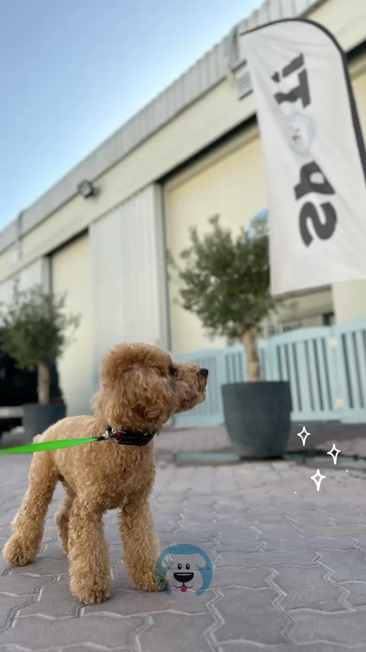 The day in the life of a @hellofromspot Pup 🩵🐾
🧿🧿🧿
.
.
.
#dubaidogs #dogsindubai #dubai #mydubai #dogs #nyc #hellofromspot #boarding #grooming #welovedogs #dogsofdubai #dubaidog #doggieboarding #doggiedaycare #doggieboarding #dogdaycare #dogdays #uaedogs #dxbdogs #everydayawesome #adoptdontshop #pethealth #petnutrition #happypup #dog