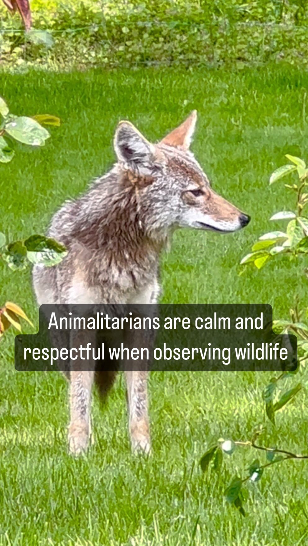Animalitarians enjoy wildlife sightings. We are calm and respectful when observing them. If one gets too close for comfort - we may speak loudly, make noise with an object, or present ourselves larger. However, we do not throw rocks or things that may injure or anger them. This is assuming our life or another is not in immediate danger. We happily share this earth with wildlife, we are kind to all kind. To learn more about animalitarian click link in bio. #wildlifesightings #wildlifereels #animalsofinstagram #alllifematters #savethecoyotes #veganforlife #veganfortheplanet #bekindtoanimals #respectnature #letnaturebe #animalitarian