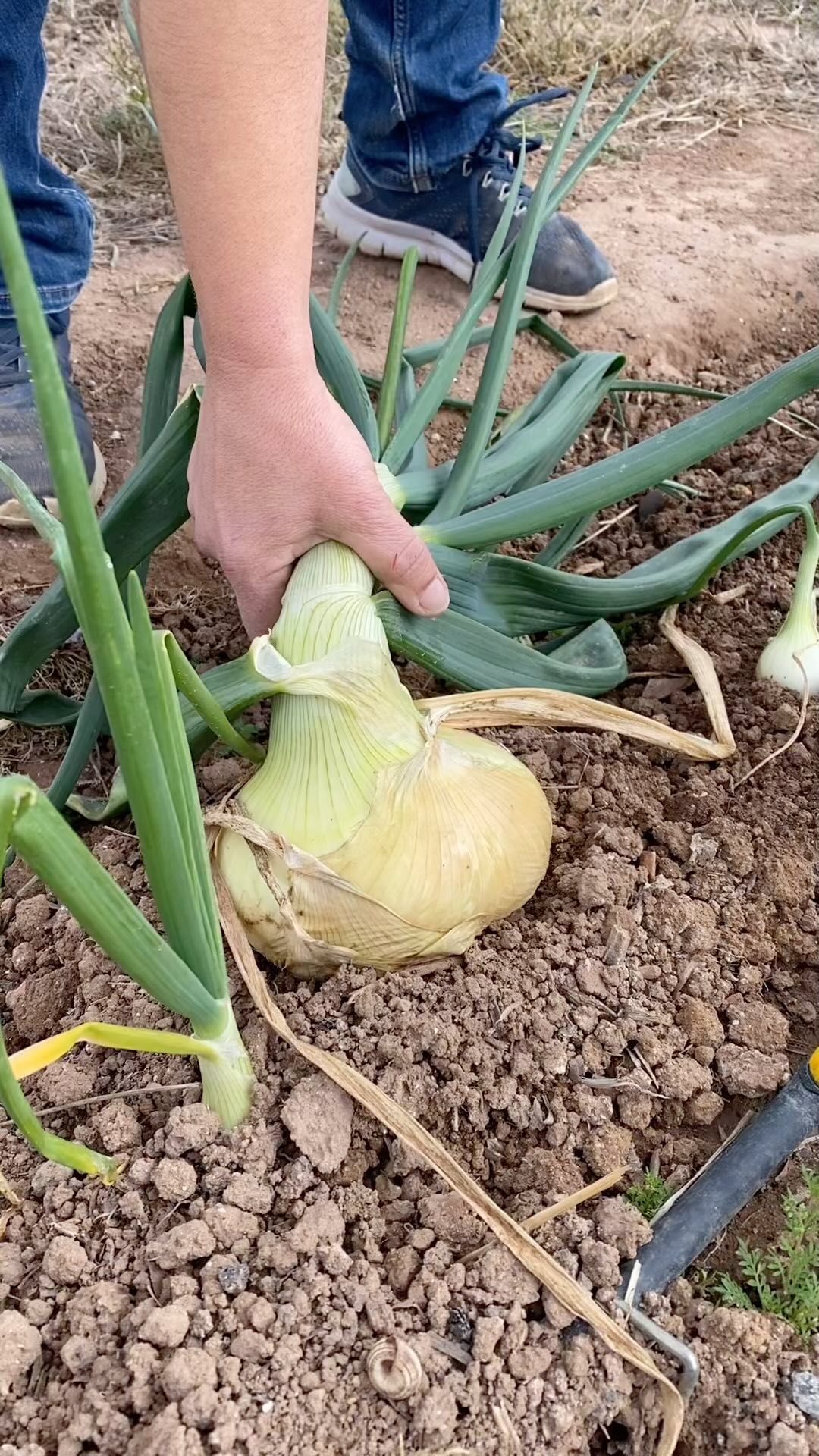 🧅 La felicidad hecha cebolla 😂
Te animas?? Dale, reserva ya tu parcelita y aventúrate en este mundo de sabores y saberes. Te esperamos!!