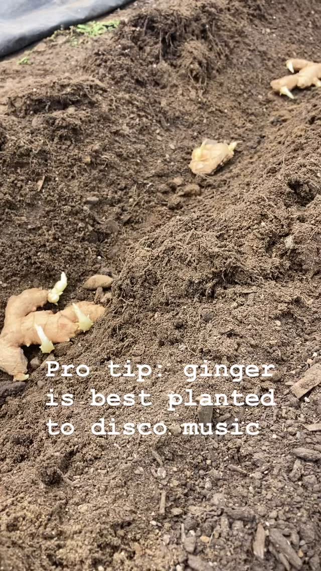 We are just a few short months away from fresh ginger season!
#nhagriculture