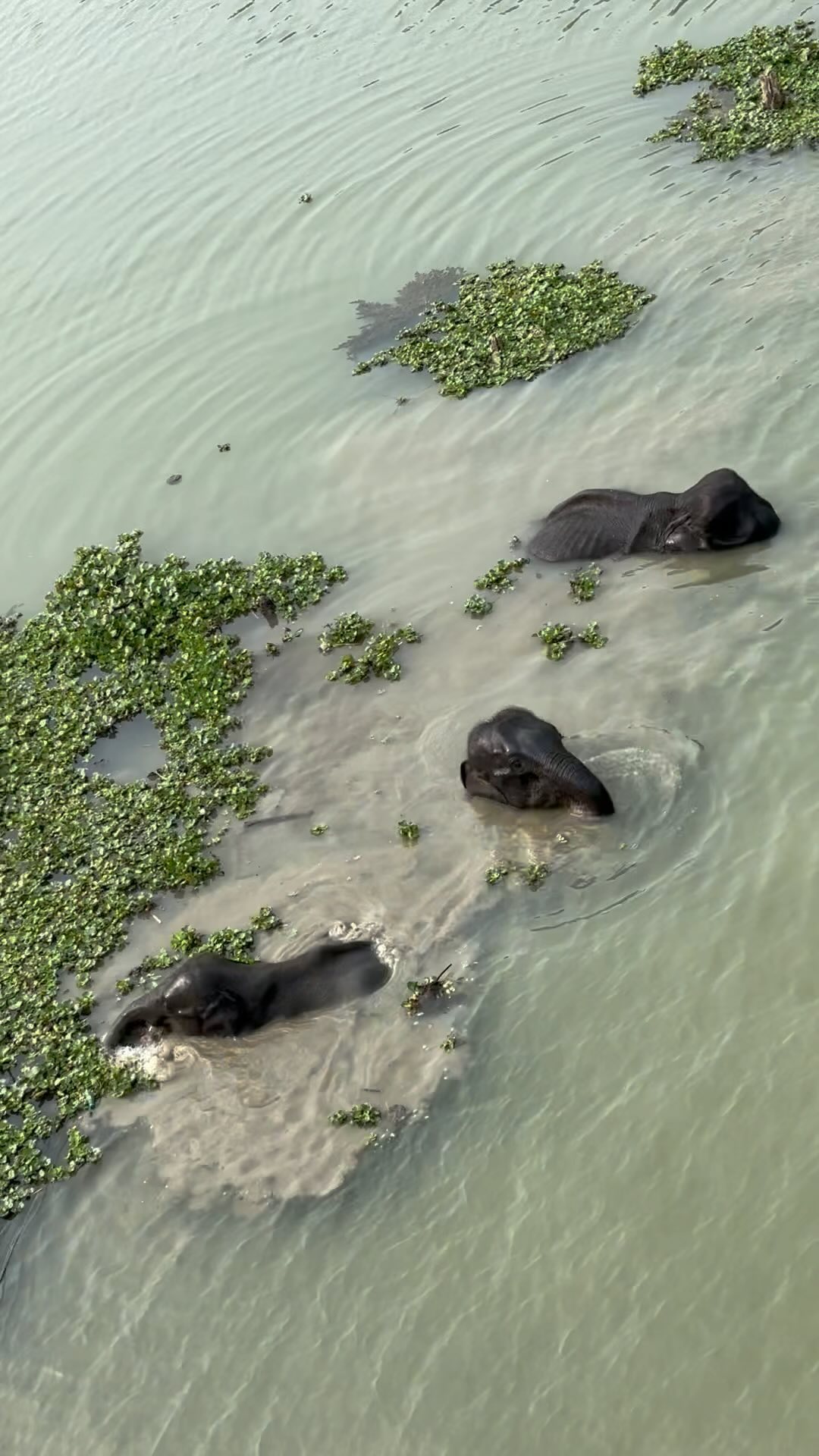 Nourished by nature 💚 #diphluriverlodge 🌿
.
.
.
#assambengalnavigation #kaziranganationalpark #safarilodgehotel #safarilodgesofindia #ecolodgesofindia #brahmaputrarivercruise #consciousluxurytravel #regenerativetravel #regenerativetourism #northeastindia #lahélife #slowtravelmagazine #conscioustravel