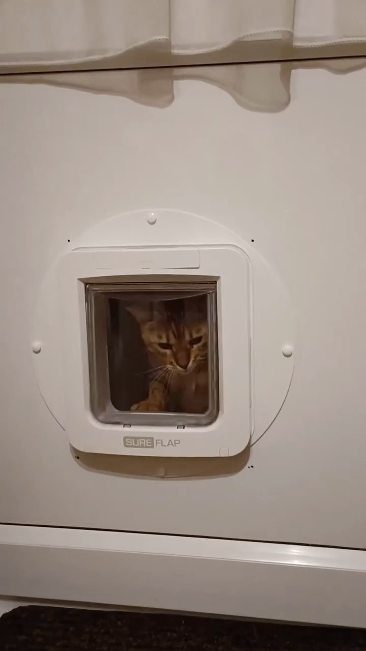 Microchip cat flap installation
Call us on: 07754540000
#cat #catflaps #catflap #catflapinstallation #installation #london #dogsofinstagram #dog #doglover #doglife #dogs #dogflap #londonlife #londoncity #londondiaries #northlonson #sunset #petdoor #petxare #petcare #dogcare #catcare #emergency