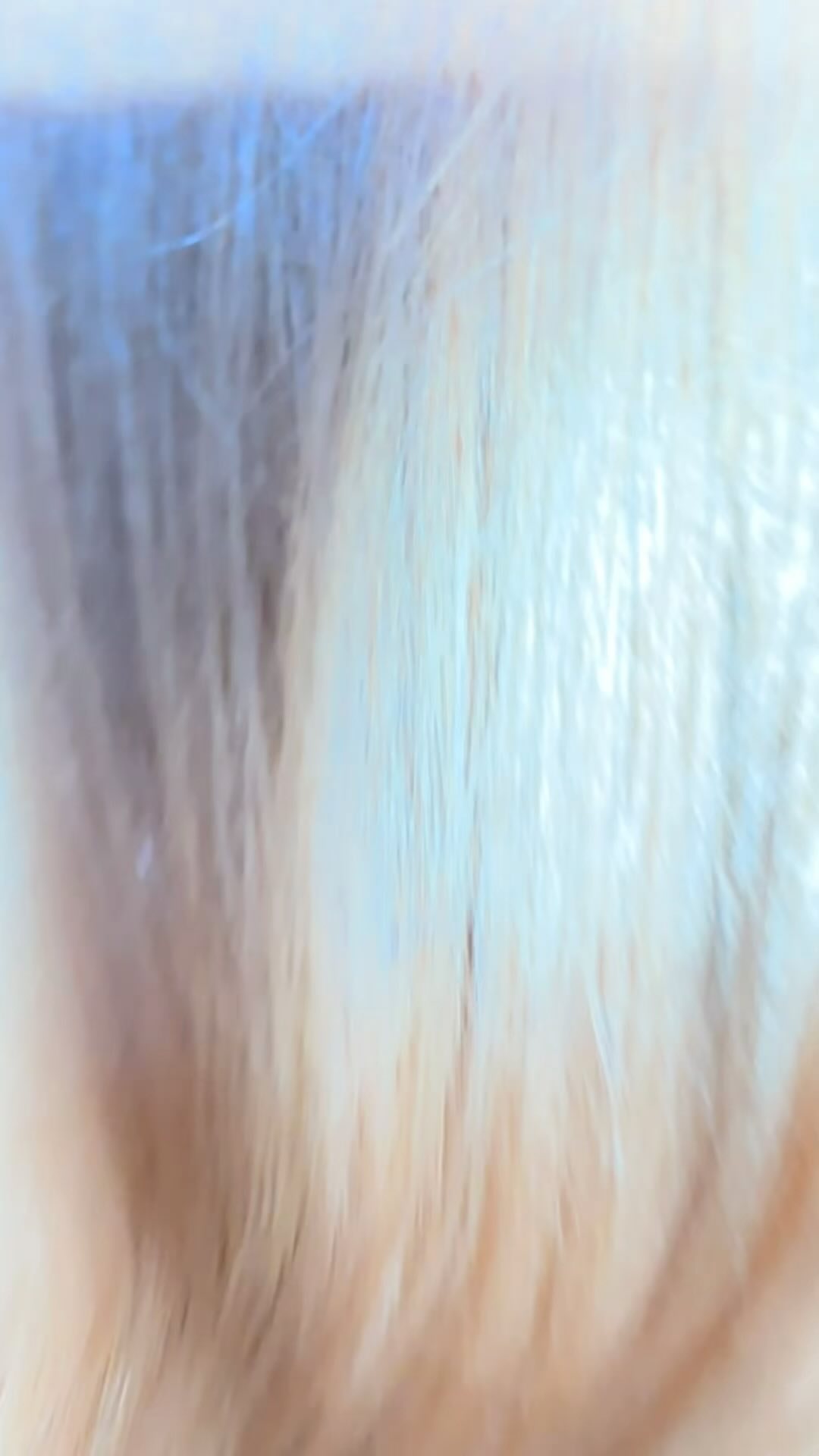 🍓🍑✨ She came to slay and we served up a strawberry blonde with a side of peach, peach, peach – chefs kiss! Glossy, silky and reflective hair, it’s just radiance at its finest. Love us a bit of collab’ work don’t we. 💇♀️💋 #StrawberryPeachSlay #GlossyTransformation #shine #reflect #peach #copper #strawberryblonde #wella #illumina #wedo #colourfreshcreate #sebastian #wave @wellaprofessionalsuki @wellahairuki @wellaeducation @sebastianpro_official @ghdhairpro @ghdhair @k18hair_uk @k18hair