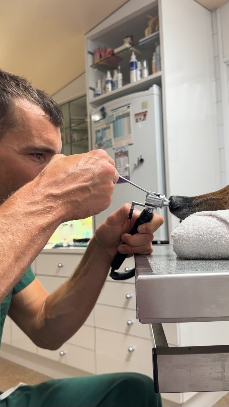 El Valent ens ha vingut a veure perquè li rajava sang🩸del nas! ⚠️A l'estiu, cuidado qmb les espigues 👀🌾...