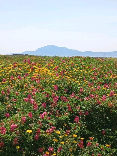 Tarifa Island. Part of the National Park of the Straits. So worth a visit on a no wind day #kitesurfholidays #tarifa #beautifultarifa