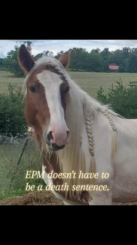 Lorelei
#horse #horsefeathersfarm #gypsycobofinstagram #gypsyvannerhorse #GypsyVanner #gypsyvannerhorsesociety #epm