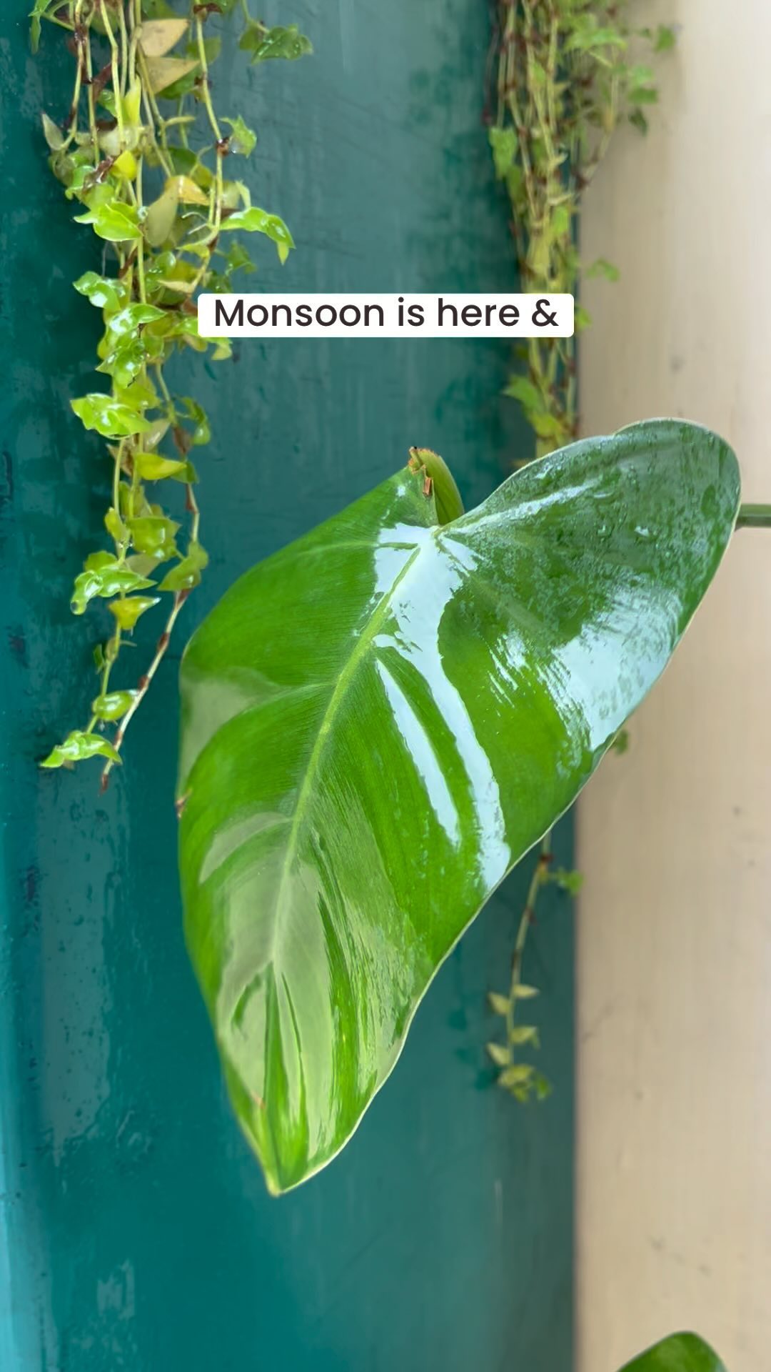 Monsoon is here and it’s all green dancing to it’s tune!
#monsoon #monsoonseason #monsoonplants #biocarveseeds #monsoonhappiness
