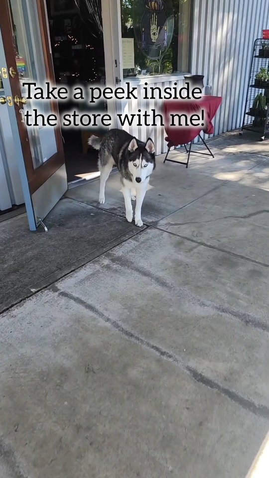 A little witchy shop nestled in the redwood forest of coastal Northern Ca? YES PLEASE!
✨ Supplies for a wide variety of practices and beliefs
🙏 Ethically sourced items
💫 Supports other small businesses, woman-owned, lgbtqia+
🧙♀️ On-site Tarot Readers
Come visit us at 122 Main Street in Scotia, CA.
Our hours are 1pm - 6pm Wednesday through Sunday.
Or check us out online! www.azilascauldron.com
🖤🖤
#WitchyShop #NorthernCalifornia #RedwoodForest #EthicallySourced #SmallBusiness #WomanOwned #LGBTQIAally #TarotReaders #WitchcraftSupplies #MetaphysicalShop #Spirituality #HolisticLiving #CrystalHealing #SupportLocal #ShopSmall #MagicalSupplies #WitchLife #WitchCommunity #VisitUs #AzilasCauldron
