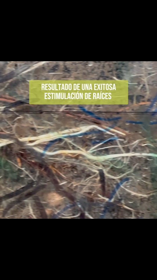 Los rizotrones nos entregan información sumamente valiosa al momento de optimizar la gestión de los cultivos. Conocer la salud de las raíces nos permite una mejor comprensión de lo que observamos en la parte aérea y el bienestar del sistema radicular finalmente permite frutos de mejor calibre y mejor calidad.
Puedes descargar documentos de manejo de suelos en
www.onlycherries.cl
#cherry #cherries #chileagricola #agrochile #agronegocio #cerezas #cerezo #cherryblossom #smartcherry #redagricola #campochileno #agricultura #revistadelcampo #mundoagro #agronomia #agro #agroquimicos