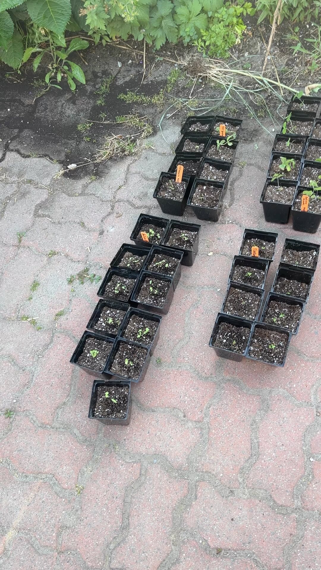Up-potted seedlings for @vantcmherbgarden yesterday. 🌿🪴🌱
